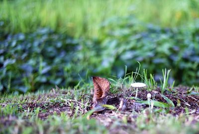 Close-up of lizard on grass