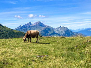 A cow in the swiss mountains, eating grass in tha haslital hiking area