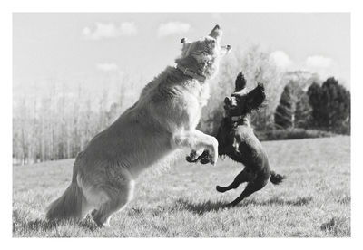 Dogs jumping on grassy field