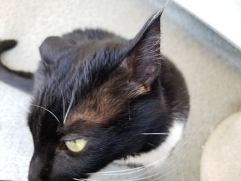 Close-up portrait of cat relaxing