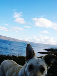 Partial view of dog near the coast of ireland 