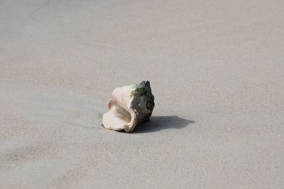 High angle view of a cat on beach