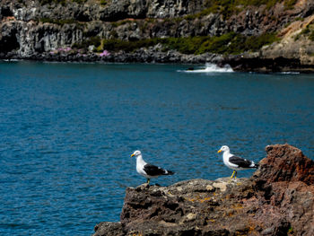 Seagulls perching on rock by sea