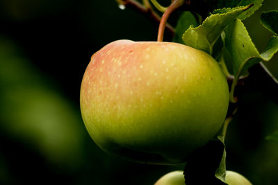 Close-up of fruit