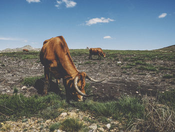 View of a cow on field