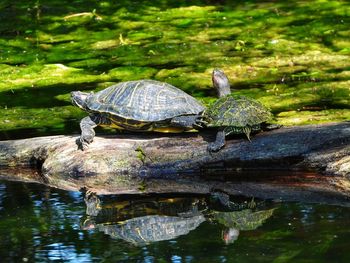 View of turtle in pond.