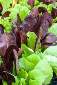 Close-up of fresh green plant