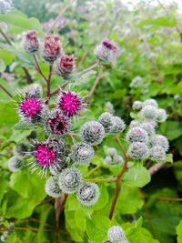 Close-up of purple flowers blooming outdoors