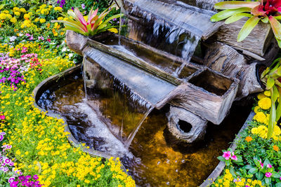 High angle view of flowering plants by water