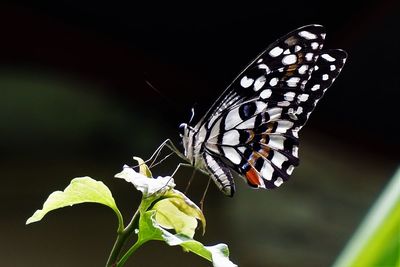 Close-up of butterfly pollinating flower