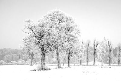 Trees on snow covered landscape against clear sky