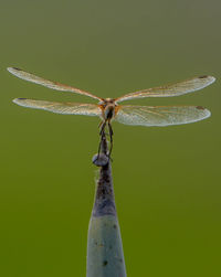 Close-up of dragonfly on leaf against green background