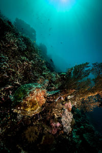 View of fish swimming underwater