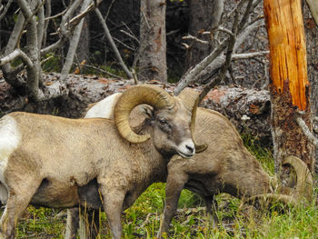 bighorn
