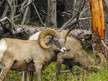 bighorn