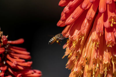 Close-up of bee pollinating flower