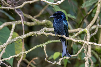 Close-up of bird perching on branch