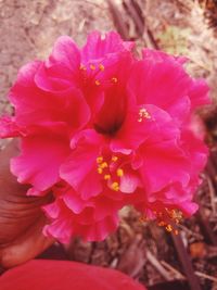 Close-up of pink flowering plant