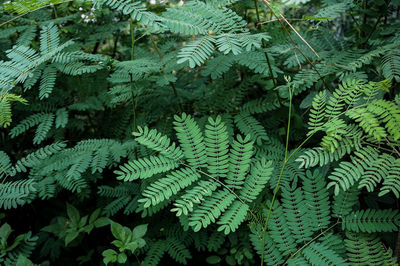 Close-up of fern leaves