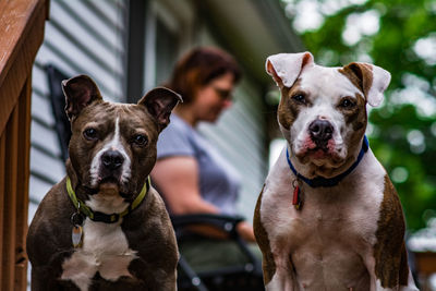 Portrait of dog sitting outdoors