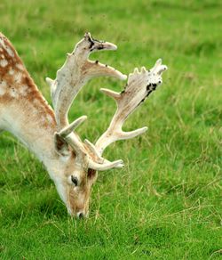 Close-up of deer on field