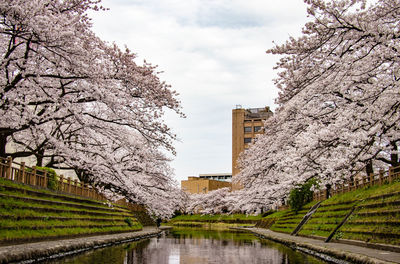 Cherry blossoms in canal amidst buildings against sky