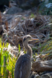 Close-up of a heron perching on field