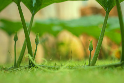 Close-up of fresh green grass in field