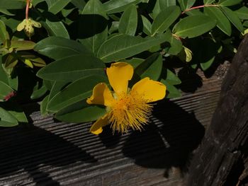 Close-up of yellow flowering plant