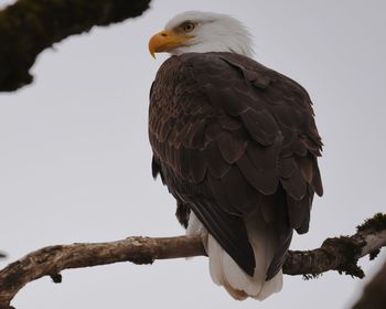 Low angle view of eagle perching on branch