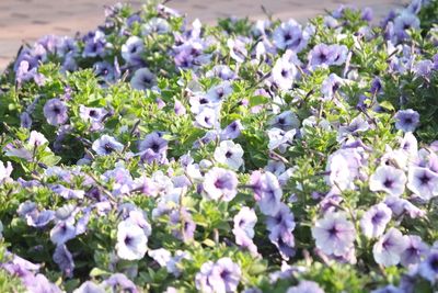 Close-up of purple flowers blooming outdoors