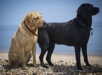 Labrador retrievers against sky on sunny day