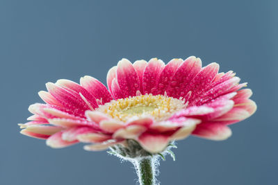 Close-up of pink flower against gray background