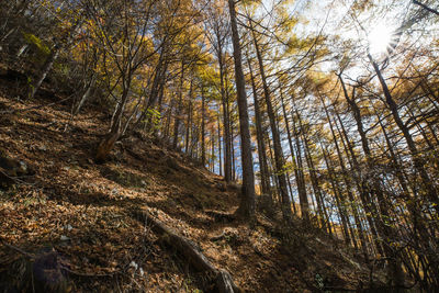 Low angle view of trees in forest