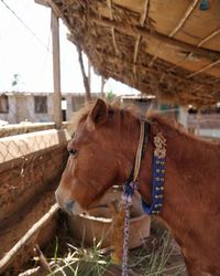 Horse in stable