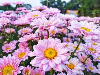 Close soft focus beautiful chrysanthemum pink and white flower blooming in the garden