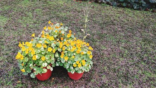 High angle view of yellow flowers blooming outdoors