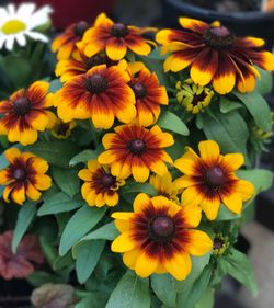 Close-up of yellow flowers blooming outdoors