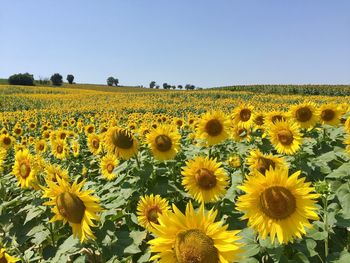 Scenic view of sunflower field against clear sky