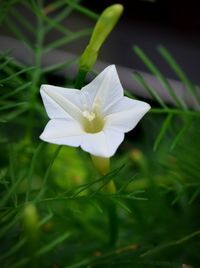 Close-up of white flowering plant