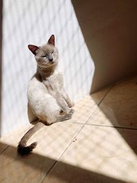 Cat relaxing on tiled floor during sunny day