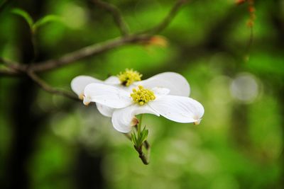 Close-up of white flowers