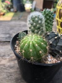 High angle view of succulent plant in pot
