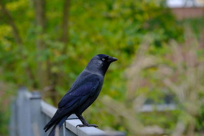 Close-up of bird perching on a tree