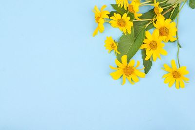 Close-up of yellow flowering plant against blue background