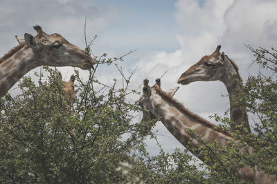 Low angle view of giraffes against sky