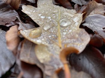 Full frame shot of wet dry leaves