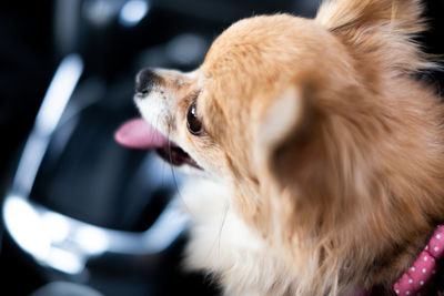 Close-up of a dog