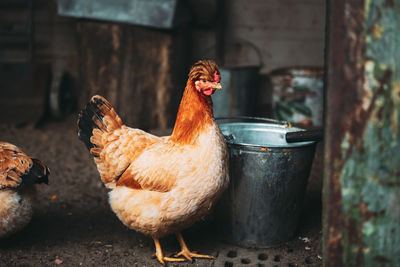 Close-up of rooster