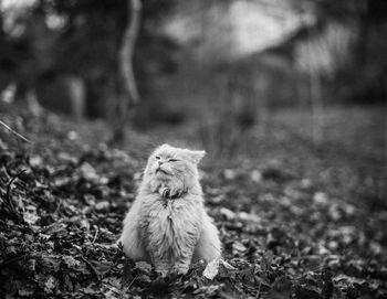 Big ginger cat sitting in the garden pet enjoys nature domestic cat playing outdoors siberian race